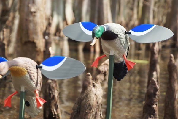 Mojo Baby Drake Kanatlı Mühre ( Erkek )