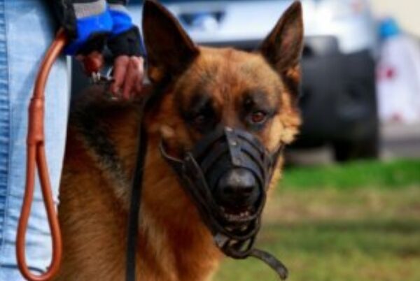 Bez Köpek Ağızlığı