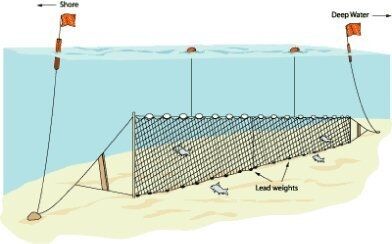 Fanyalı Profesyonel Sazan Ağı 100 Metre 0,20 mm Misina 60